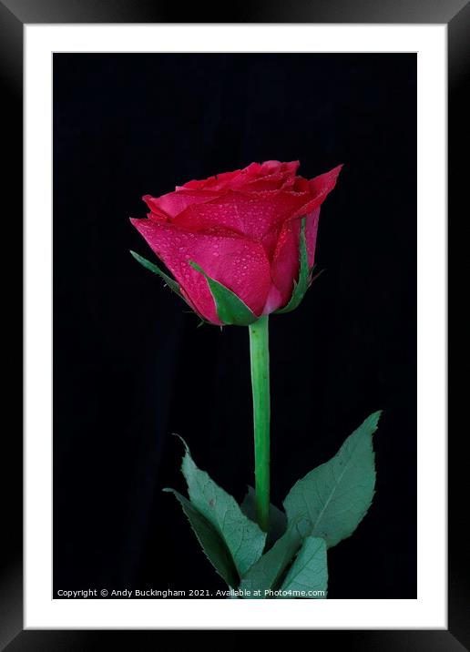 Red Rose Framed Mounted Print by Andy Buckingham
