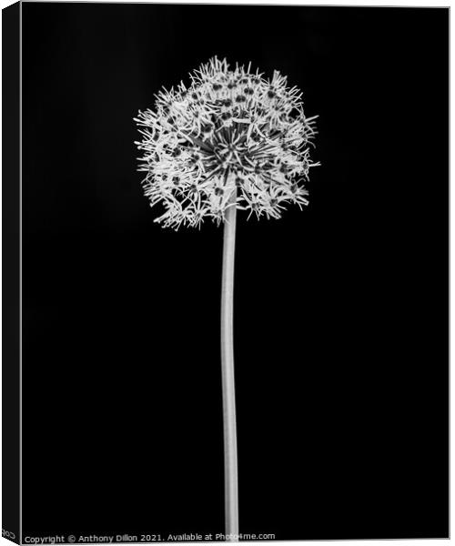 Abstract Black and White Flower.  Canvas Print by Anthony Dillon
