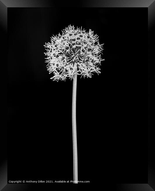 Abstract Black and White Flower.  Framed Print by Anthony Dillon
