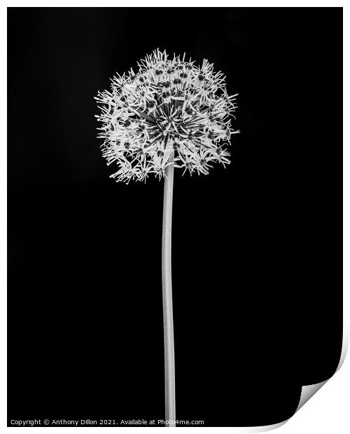 Abstract Black and White Flower.  Print by Anthony Dillon