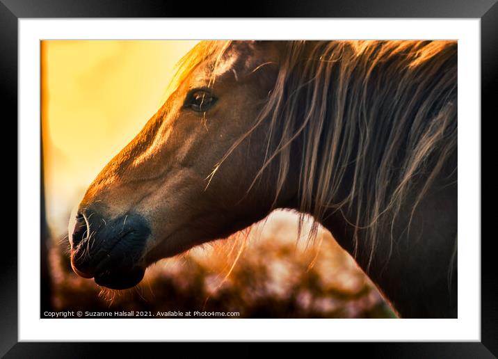 Horse in a glowing sun  Framed Mounted Print by Suzanne Halsall