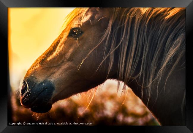 Horse in a glowing sun  Framed Print by Suzanne Halsall