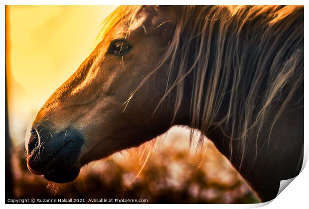 Horse in a glowing sun  Print by Suzanne Halsall