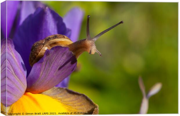 Snail close up on Purple Iris flower Canvas Print by Simon Bratt LRPS