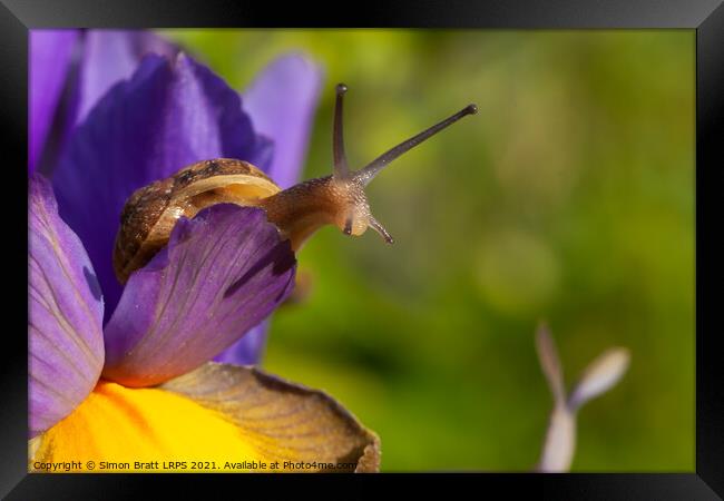 Snail close up on Purple Iris flower Framed Print by Simon Bratt LRPS