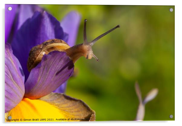 Snail close up on Purple Iris flower Acrylic by Simon Bratt LRPS