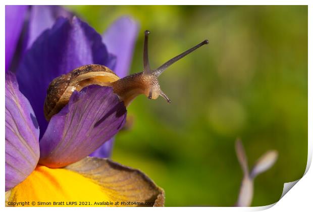 Snail close up on Purple Iris flower Print by Simon Bratt LRPS