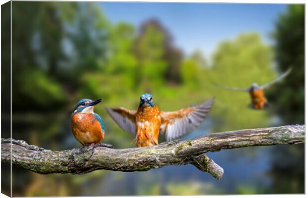 Kingfisher Landing on Branch Canvas Print by Arterra 