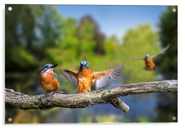 Kingfisher Landing on Branch Acrylic by Arterra 