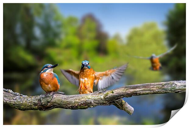 Kingfisher Landing on Branch Print by Arterra 