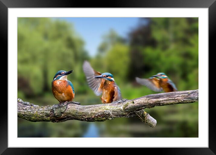 Common Kingfisher Juvenile  Framed Mounted Print by Arterra 