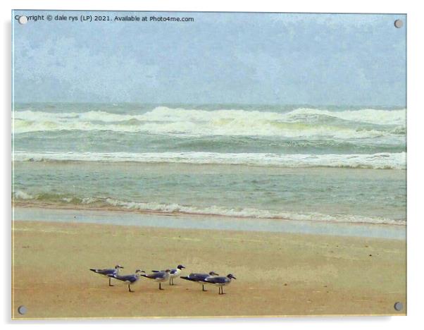 daytona beach seagulls Acrylic by dale rys (LP)
