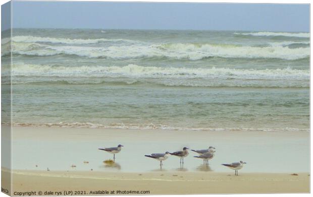 daytona beach seagulls Canvas Print by dale rys (LP)