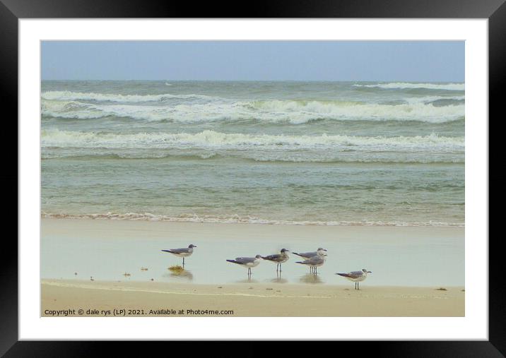 daytona beach seagulls Framed Mounted Print by dale rys (LP)
