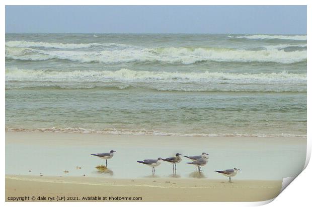 daytona beach seagulls Print by dale rys (LP)