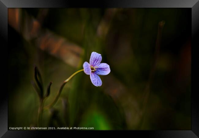 Cranesbill Framed Print by liz christensen