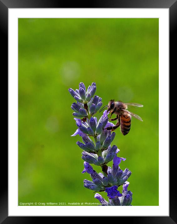 Worker Bee Gathering Nectar  Framed Mounted Print by Craig Williams