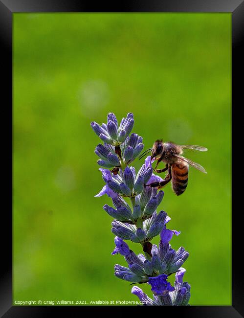 Worker Bee Gathering Nectar  Framed Print by Craig Williams