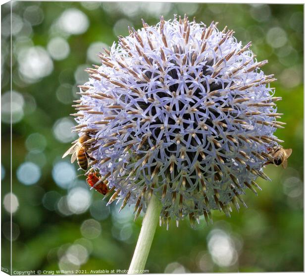 Bees on Echinops flower Canvas Print by Craig Williams