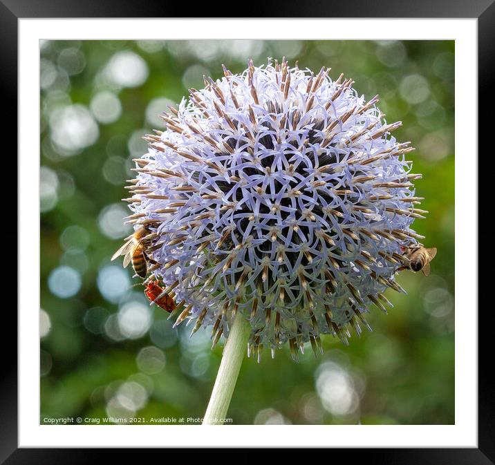 Bees on Echinops flower Framed Mounted Print by Craig Williams