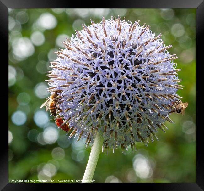 Bees on Echinops flower Framed Print by Craig Williams