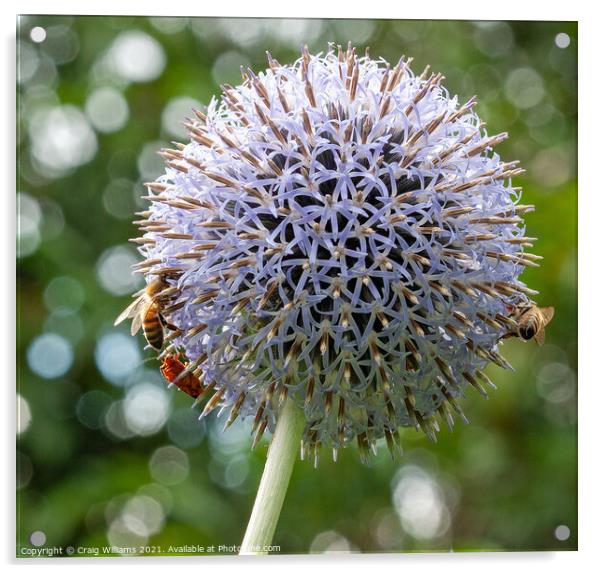 Bees on Echinops flower Acrylic by Craig Williams