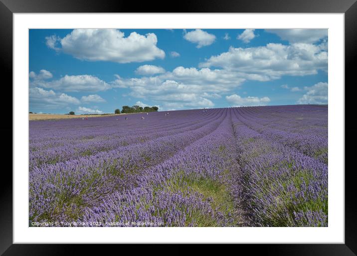 Lavender Field Framed Mounted Print by Tony Brooks