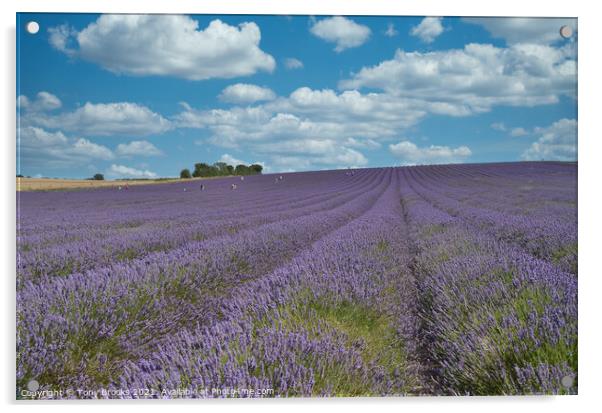 Lavender Field Acrylic by Tony Brooks