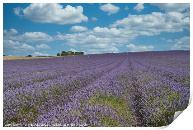 Lavender Field Print by Tony Brooks