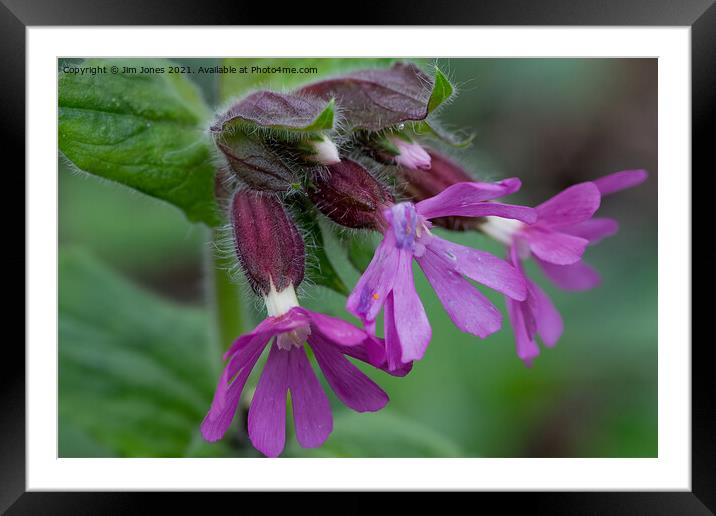 English Wild Flowers - Red Campion (2) Framed Mounted Print by Jim Jones