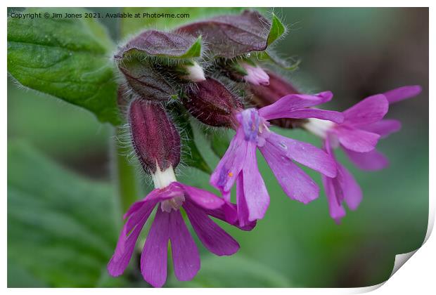 English Wild Flowers - Red Campion (2) Print by Jim Jones