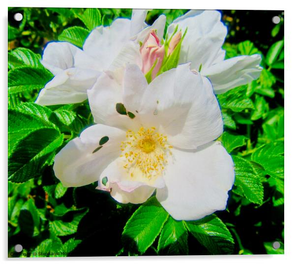 Wild white roses Acrylic by Stephanie Moore