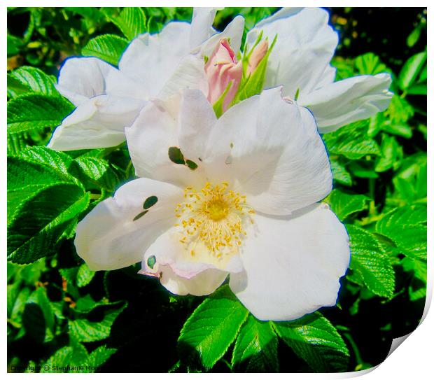 Wild white roses Print by Stephanie Moore