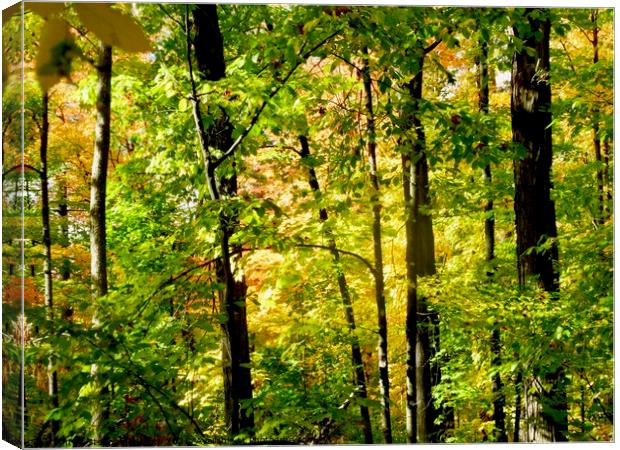 Forest Canvas Print by Stephanie Moore