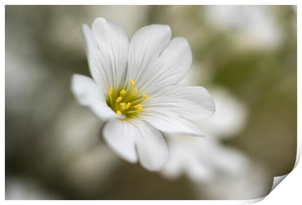 Just a white flower bloom Print by Tony Brooks