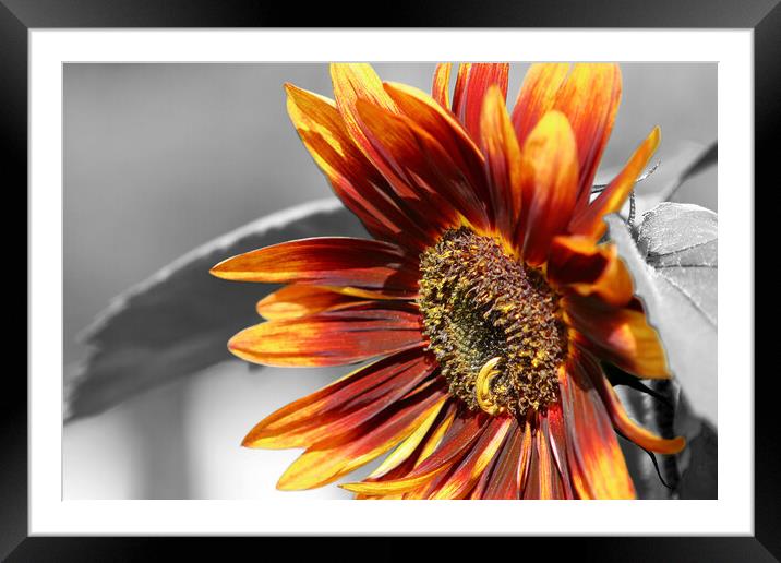 Close up Sunflower Framed Mounted Print by Susan Snow