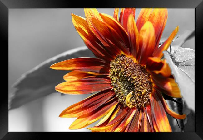 Close up Sunflower Framed Print by Susan Snow