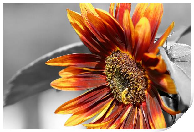 Close up Sunflower Print by Susan Snow