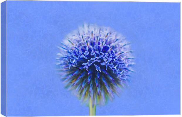 Blue Globe Thistle  Canvas Print by Alison Chambers
