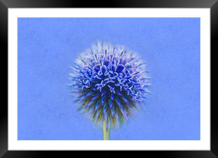 Blue Globe Thistle  Framed Mounted Print by Alison Chambers