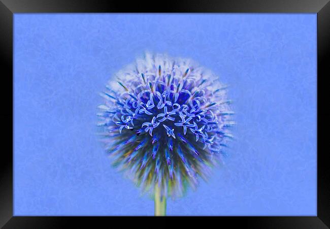 Blue Globe Thistle  Framed Print by Alison Chambers