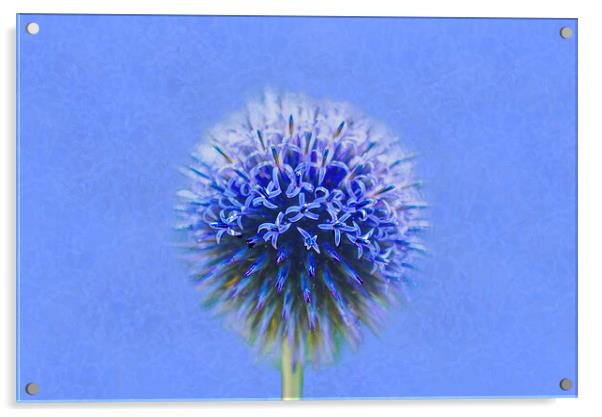 Blue Globe Thistle  Acrylic by Alison Chambers