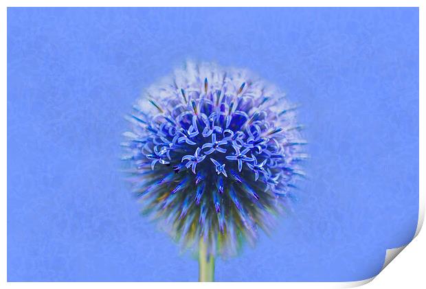 Blue Globe Thistle  Print by Alison Chambers