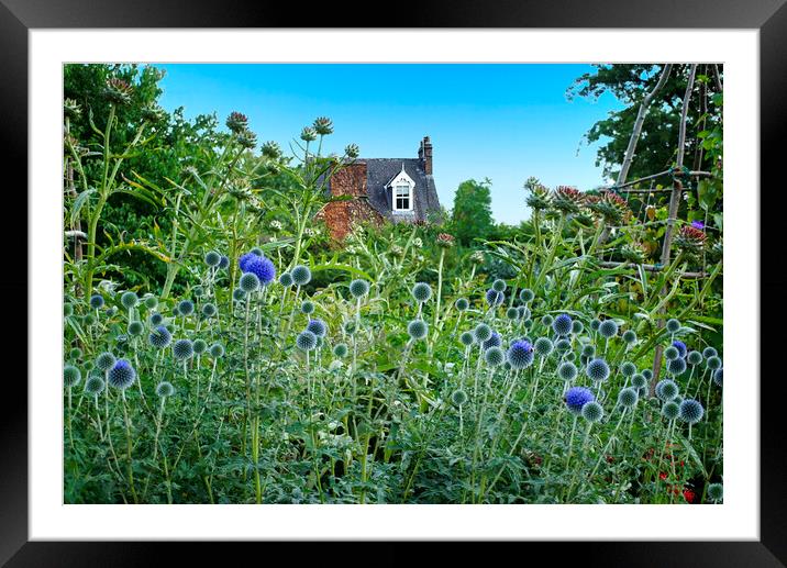 Sheffield Botanical Gardens Globe Thistles Framed Mounted Print by Alison Chambers