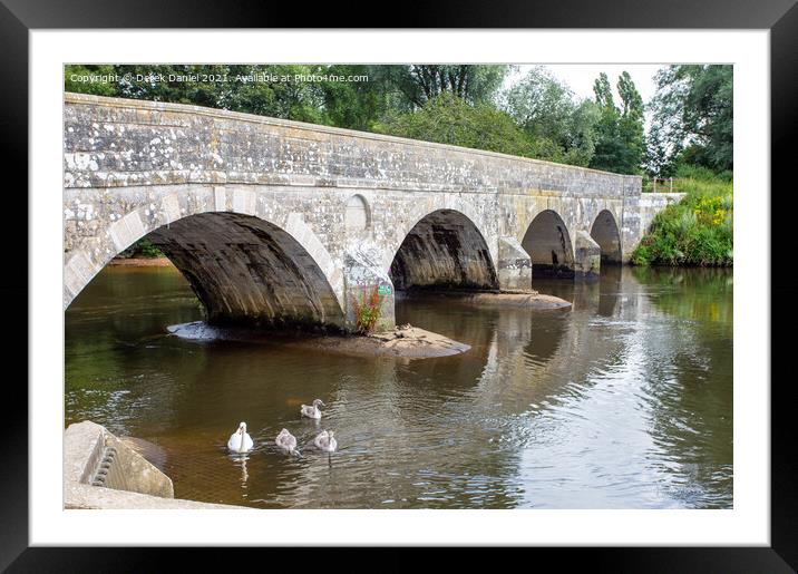 Swans on the River Stour at Iford Framed Mounted Print by Derek Daniel