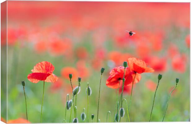 Wild Poppies with a busy bee Canvas Print by John Finney