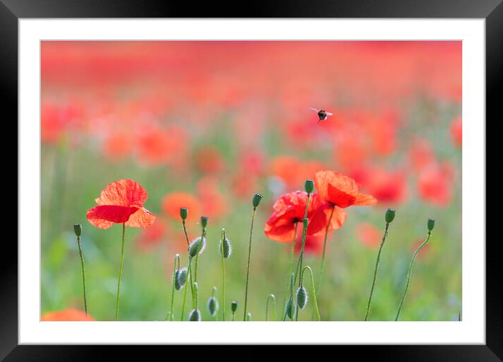 Wild Poppies with a busy bee Framed Mounted Print by John Finney