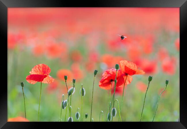 Wild Poppies with a busy bee Framed Print by John Finney