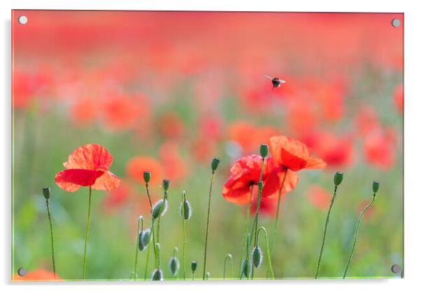 Wild Poppies with a busy bee Acrylic by John Finney