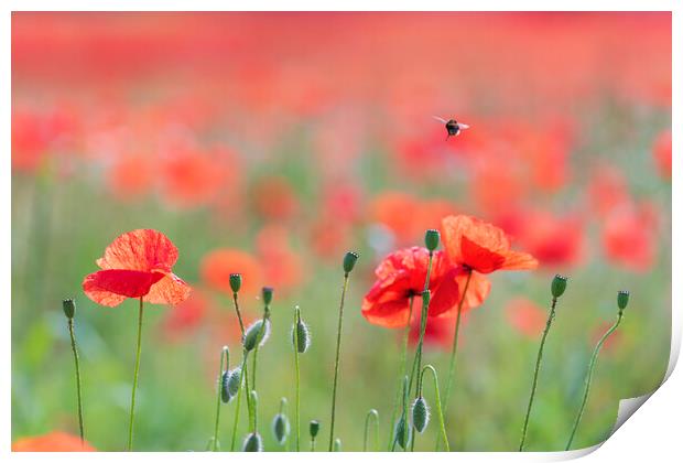 Wild Poppies with a busy bee Print by John Finney